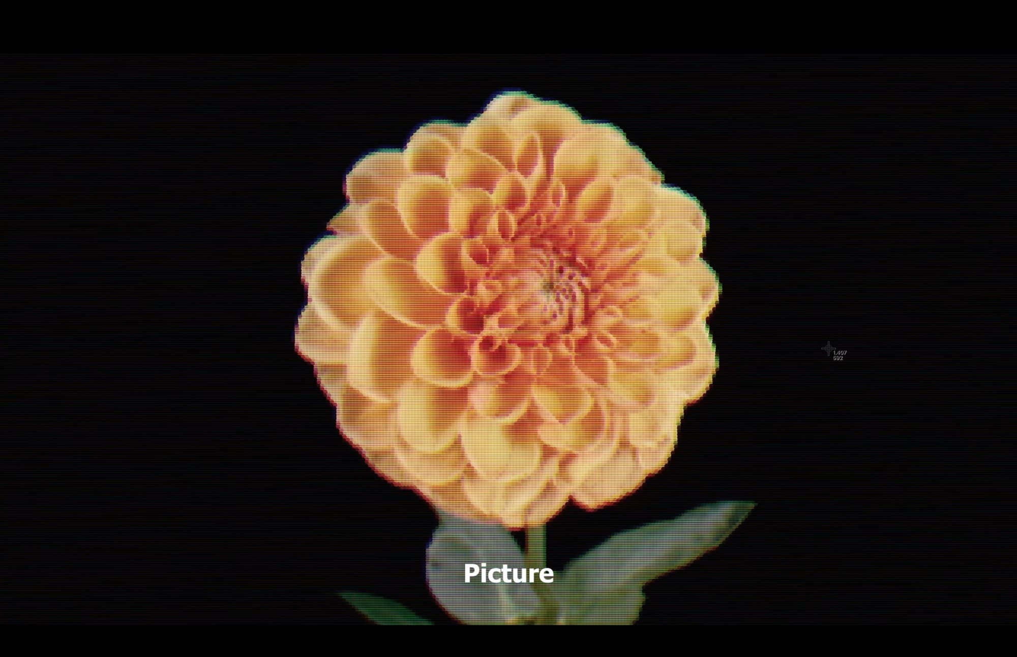 Close-up of a blooming orange dahlia flower with green leaves against a black background.